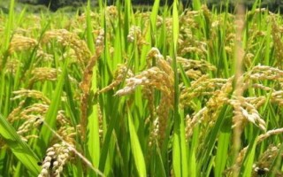 野香优甜丝水稻品种简介,该品种基部叶鞘绿色