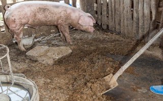 农家肥与化肥混用的好处,可以使养分供应更持久