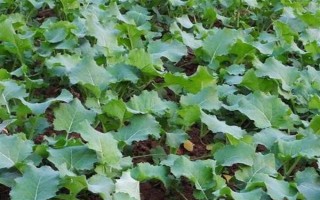 油菜为什么会僵苗，是受到干旱渍害、缺肥、病虫害等因素的影响