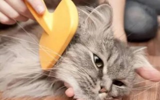 春季养猫的注意事项，一定要定期驱虫