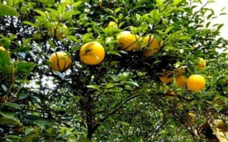 香橼树怎么种植，可进行播种或扦插