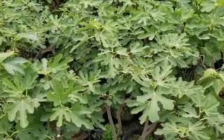 无花果树适合嫁接哪些树种,以波姬红和波尔多品种为宜