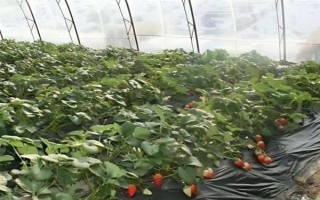 哪些因素会影响草莓膨大,主要有种子、温度、光照等5个原因