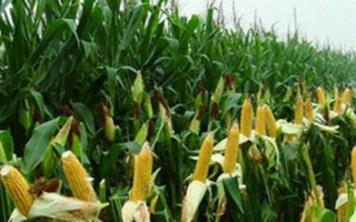 什么品种的玉米种子好，常见的有伟科702、华农866等