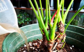 夏季怎么对红掌浇水，每天均可浇一次