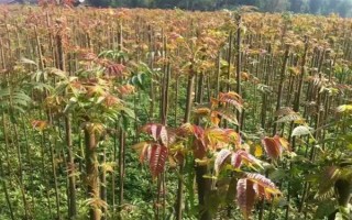 香椿的播种方式，未出苗前需严格控制浇水