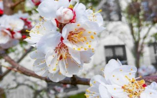 杏花的开花时间，花期在农历的2月份左右