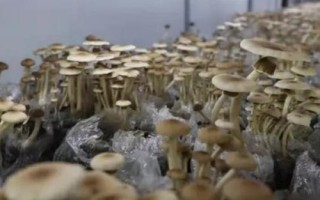 茶树菇如何种植才能高产，接种时要确保环境无菌