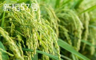 适合种植在新疆地区的水稻品种,新稻58号可在南疆和北疆推广种植
