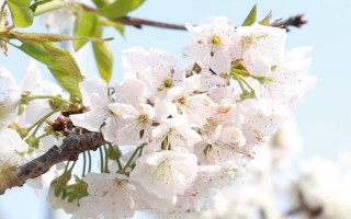 樱桃开花不结果如何处理，采取的措施取决于发生原因