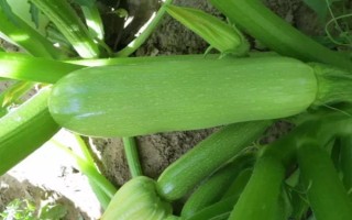 大棚西葫芦化瓜是什么原因，可能是授粉不良所致