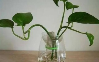 绿萝的水培方式,每隔3-7天换一次水
