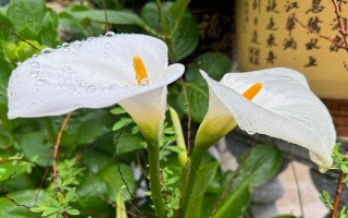 马蹄莲能否养在卧室中，可以养殖但要避免触碰或误食