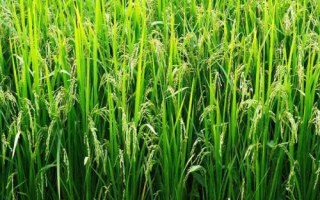 花育1号水稻品种简介，香稻品种