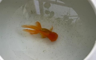 金鱼排卵了如何处理，放入繁殖缸内让它生产