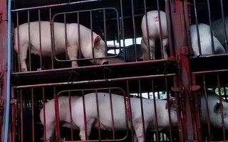 猪苗的价格，各地的售价有很大区别