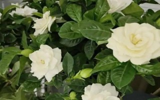 栀子花冬季是否会落叶，冬天落叶是正常情况