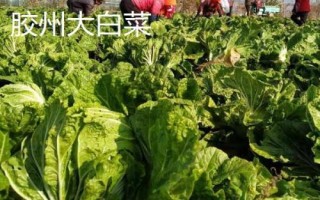 常见白菜品种有哪些，天津绿、胶州大白菜、绿秀等都是常见品种
