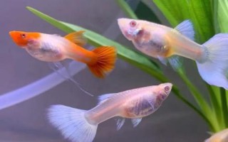 观赏鱼有哪些,以下6种好养又好看
