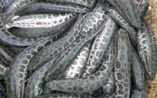 黑鱼简介,是鳢属淡水鱼类