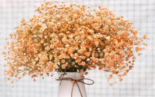 满天星的花语，寓意思念之情、纯洁的爱等