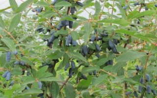 蓝靛果的价格，通常每斤在45-50元