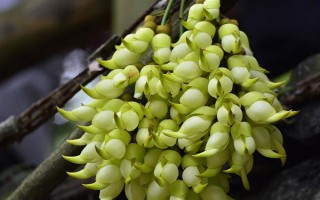 禾雀花的花语是什么，寓意欢快、快乐、坚韧顽强等