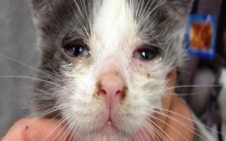 猫疱疹病毒感染的症状,通常会引起咳嗽、流鼻涕,眼睛红肿等