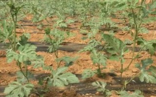 春播西瓜怎么种植,定植后需追肥三次