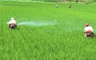 稻谷的施肥技巧，不同阶段所需肥不同