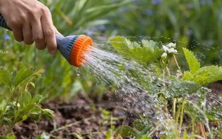 哪些因素会影响草莓膨大,主要有种子、温度、光照等5个原因