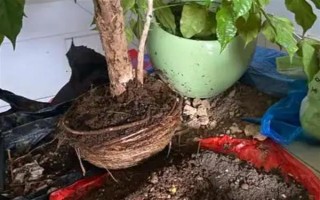 幸福树移栽后要不要浇水，移栽后不需要立刻浇水