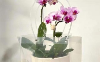 怎么防治蝴蝶兰灰霉病,使用透气、保肥的基质可降低发病几率