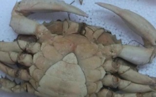 青蟹有没有蟹黄,母蟹体内的卵巢和消化腺即为蟹黄
