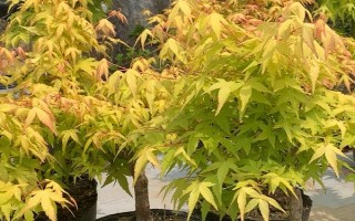 黄金枫移栽注意事项,在每年的秋天进行