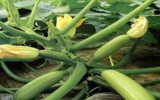 大棚西葫芦化瓜是什么原因，可能是授粉不良所致