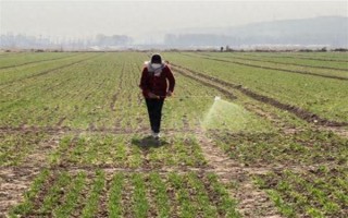 冬季打农药要注意什么，在晴天高温时段用药效果更好