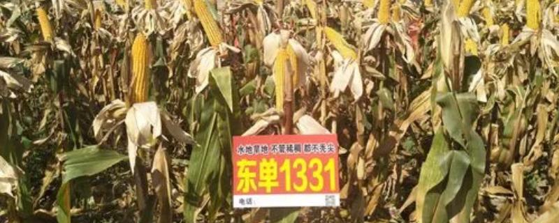 东单1331玉米适合哪些省份种植，适合在黑龙江、吉林、辽宁等地种植