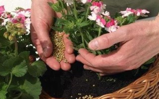 哪种花卉适合使用芝麻饼肥,适用于长寿花、山茶花、蔷薇花等大部分品种
