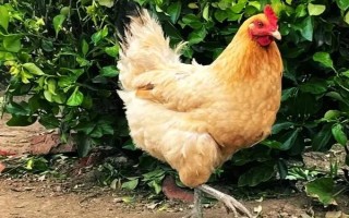 鸡不下蛋的原因，可能是日龄过大或光照不足等