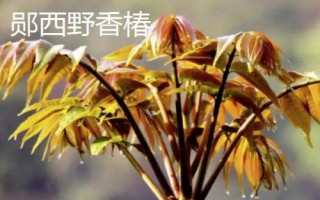 湖北郧西县有哪些特产，郧西野香椿是必选项