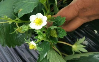 哪些因素会影响草莓膨大,主要有种子、温度、光照等5个原因