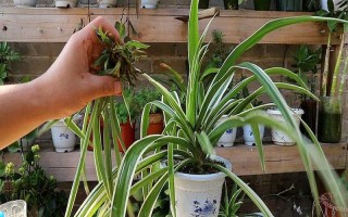 吊兰冬季能换盆吗，可以但建议在晴朗天气的午间进行