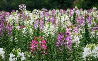 怎么种醉蝶花，种之前需浸种6小时左右