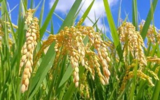 荃两优1606水稻品种简介,全生育期129.5天