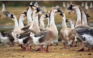 豁眼鹅的特点，其额前有肉质瘤