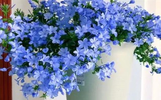 蓝雪花的形态特征，一般高约20-30厘米