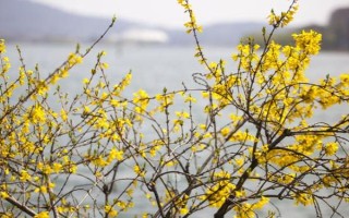 迎春花的品种，常见的有探春、云南黄素馨等