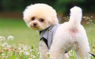 玩具贵宾犬的价格，一般不低于2000元