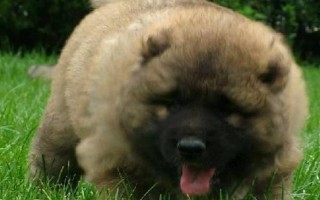 高加索犬的战斗力如何，是世界排行第六的猛犬